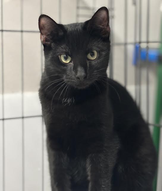 Enlarge Dusty Bottoms, Harry Flugleman and Carmen, a ADOPTABLE Domestic Short Hair in Marblehead, MA image 3/4