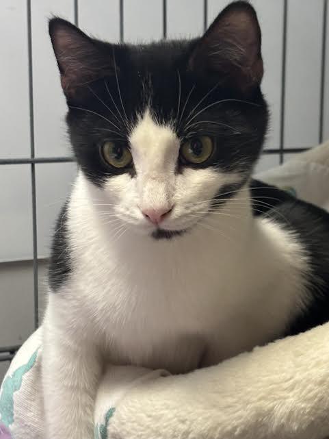 Enlarge Dusty Bottoms, Harry Flugleman and Carmen, a ADOPTABLE Domestic Short Hair in Marblehead, MA image 4/4