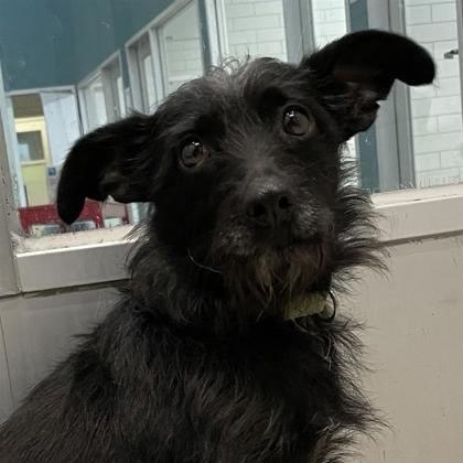 Kismet, Adoptable, Adult Female Cairn Terrier & Mixed Breed.