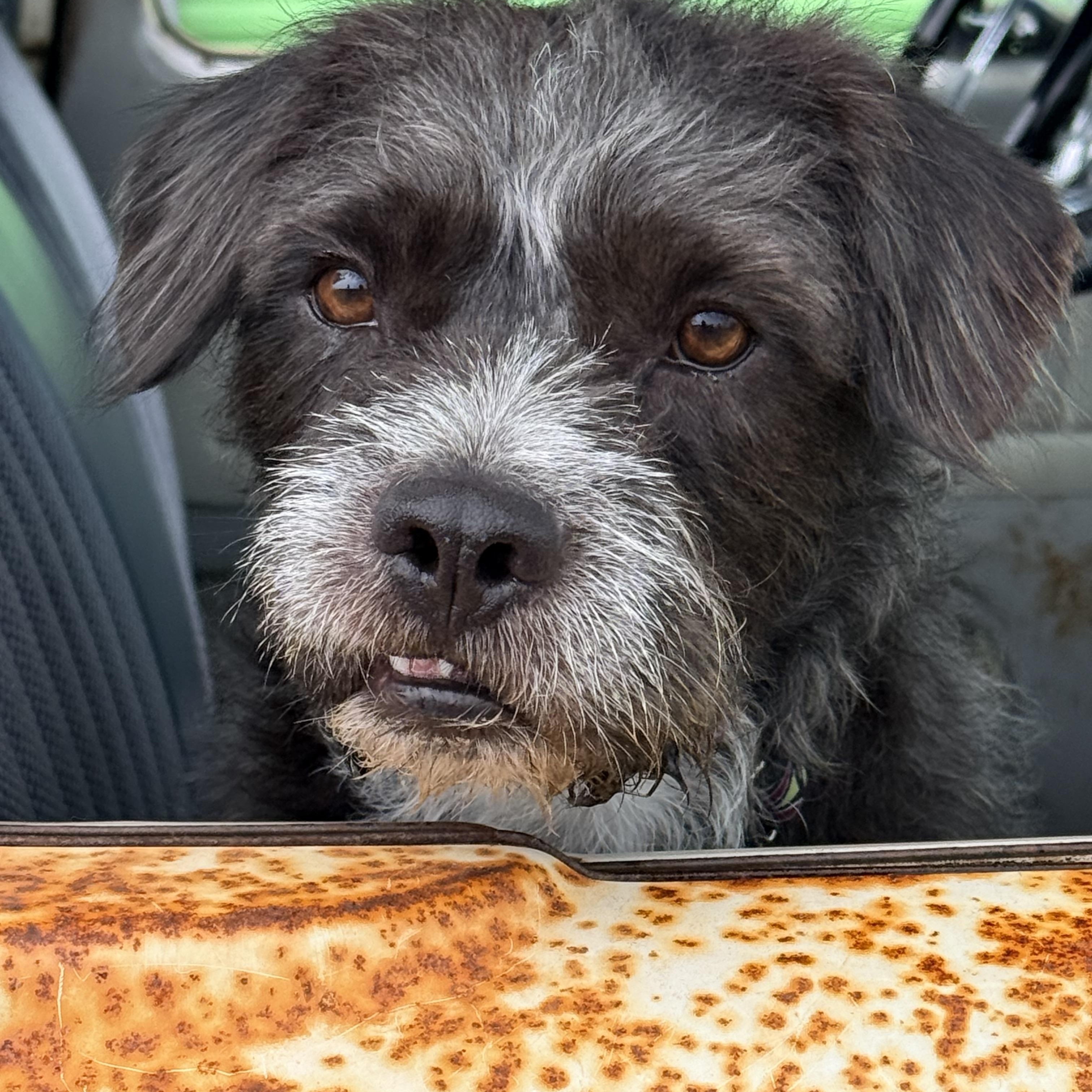Enlarge SPIKE, a ADOPTABLE mixed breed in los angeles, CA image 3/6