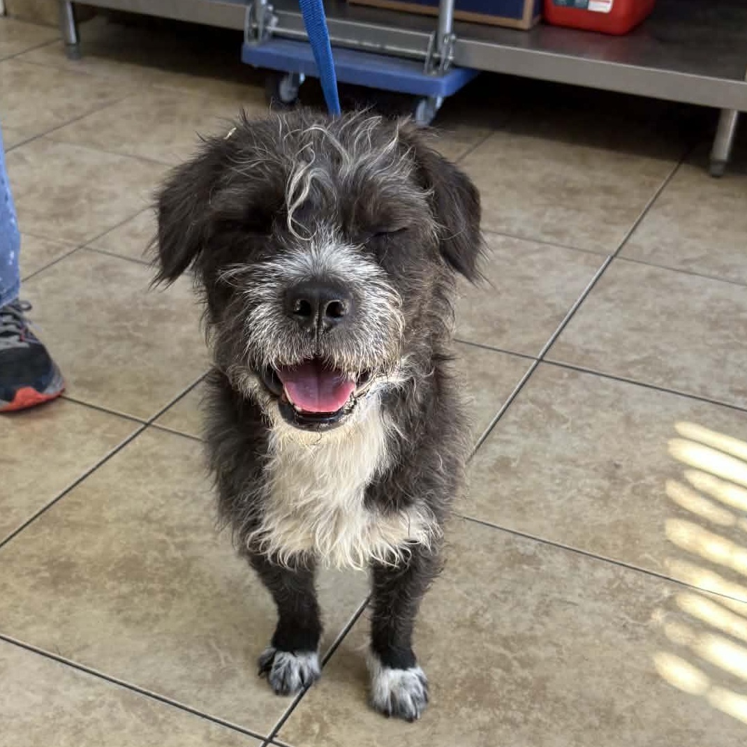 Enlarge SPIKE, a ADOPTABLE mixed breed in los angeles, CA image 5/6