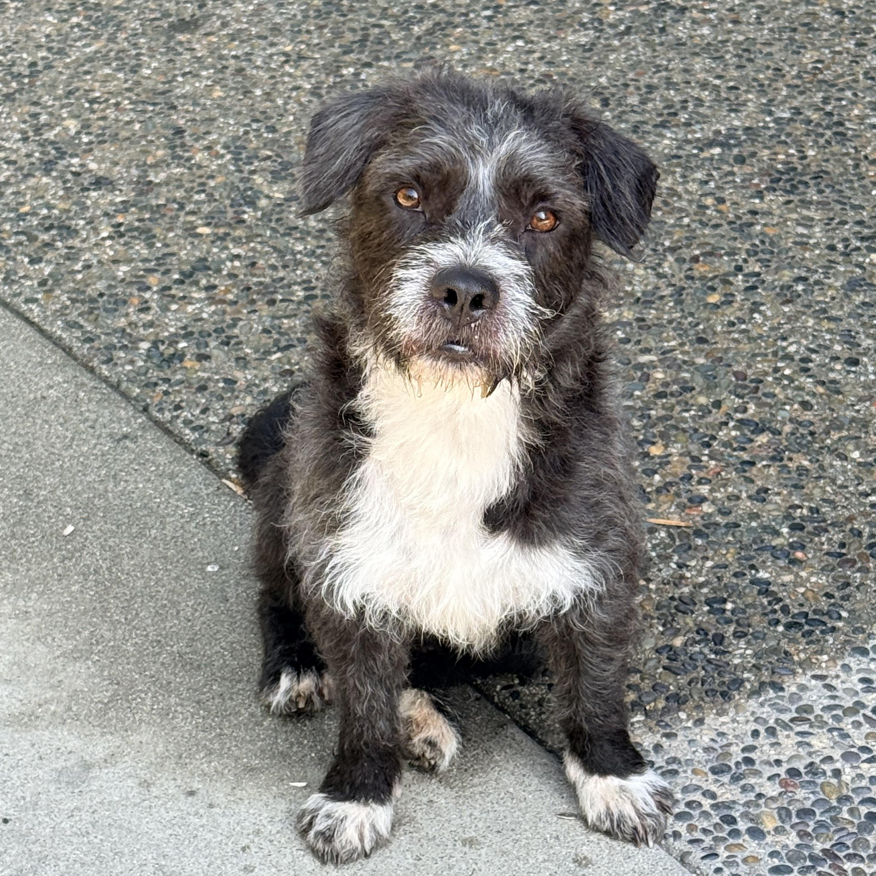 Enlarge SPIKE, a ADOPTABLE mixed breed in los angeles, CA image 1/6