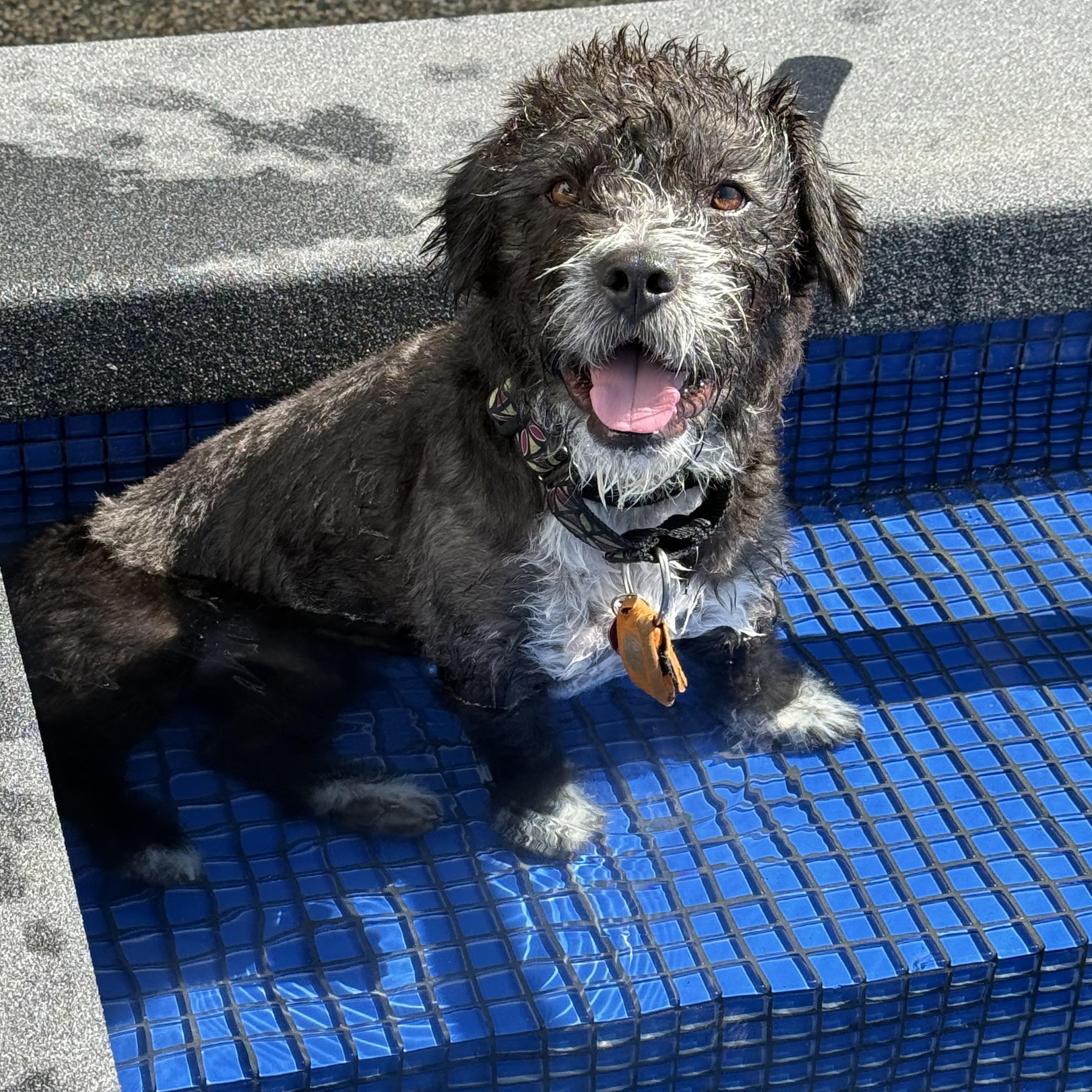SPIKE, a ADOPTABLE mixed breed in los angeles, CA image 1/6