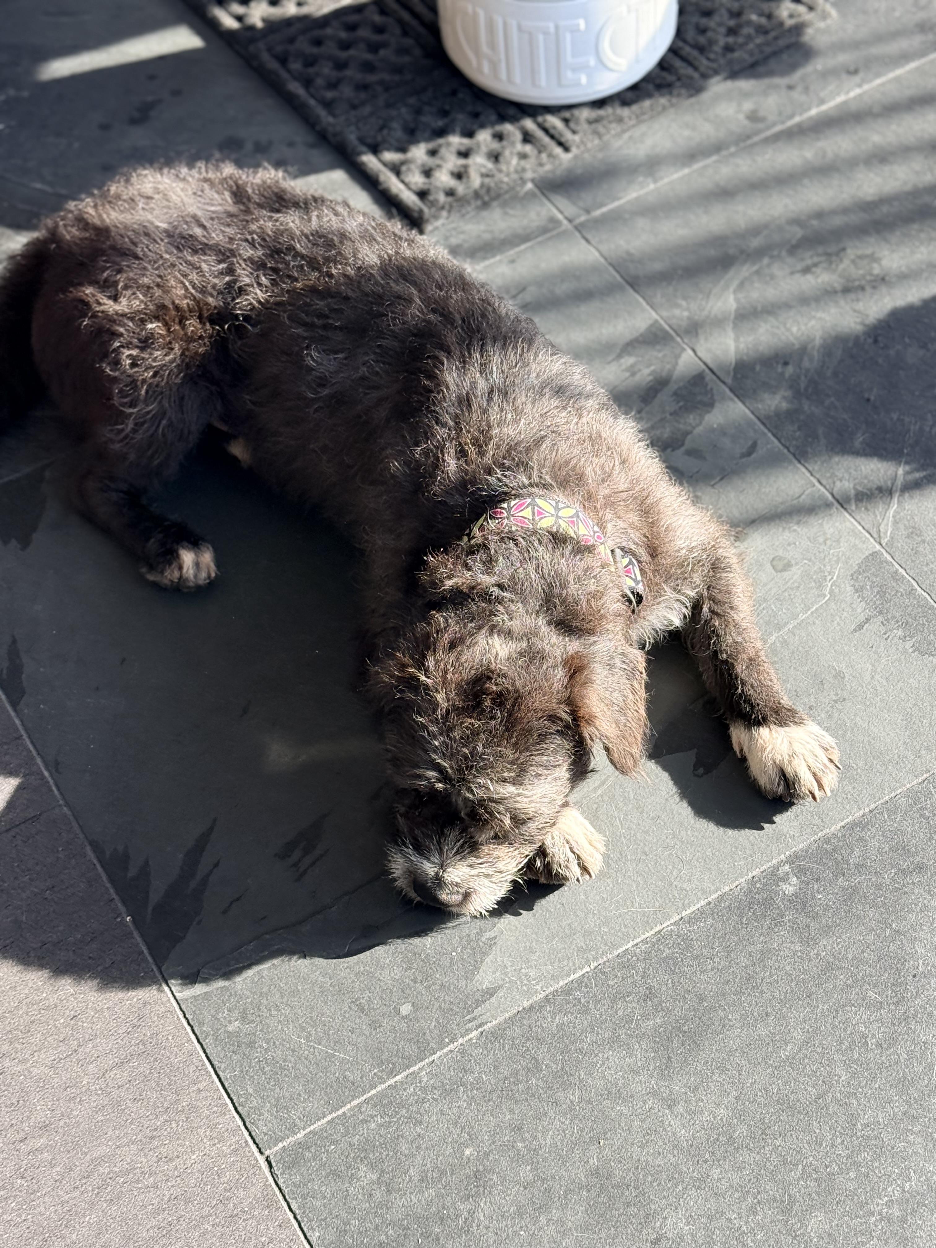 Enlarge SPIKE, a ADOPTABLE mixed breed in los angeles, CA image 3/6