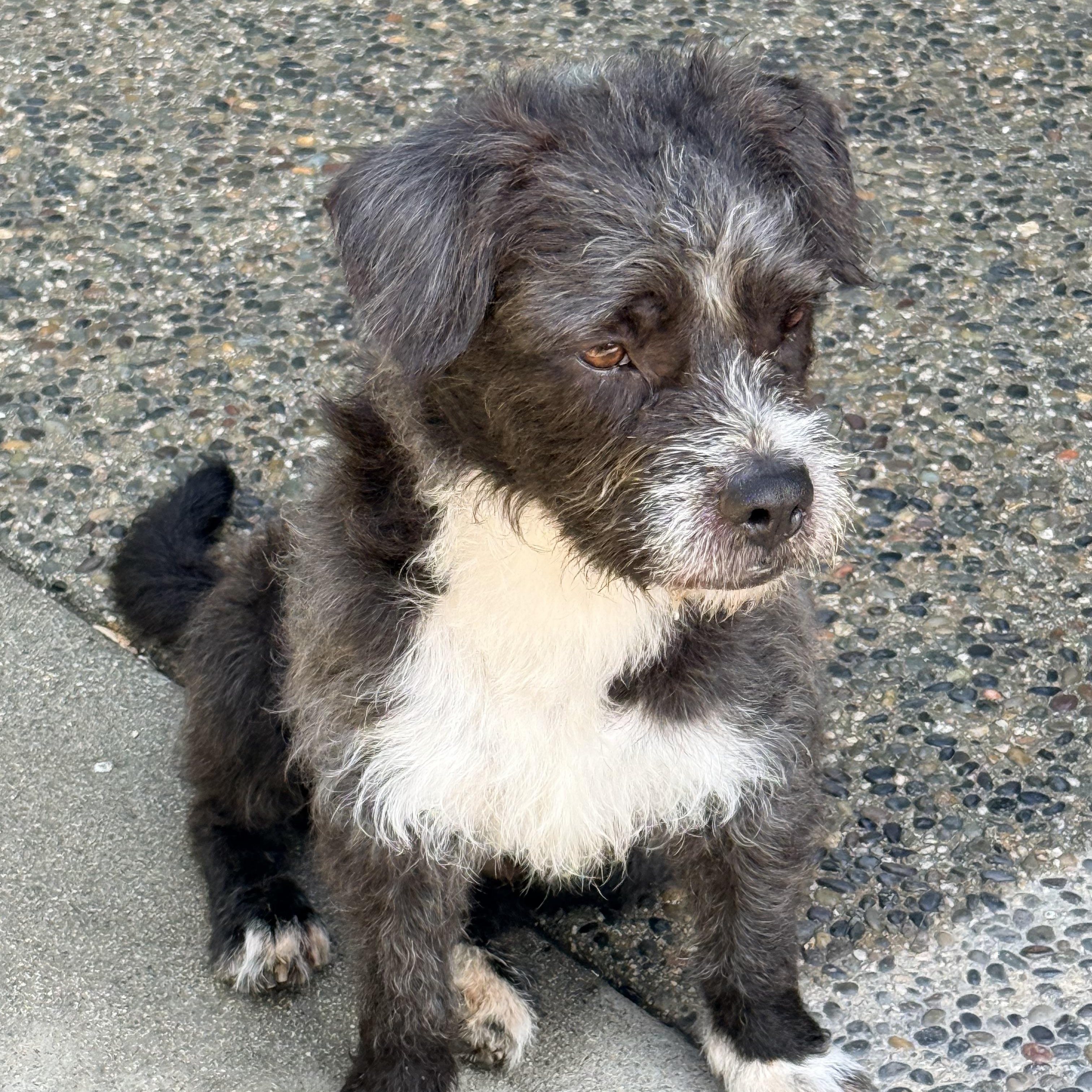 Enlarge SPIKE, a ADOPTABLE mixed breed in los angeles, CA image 2/6