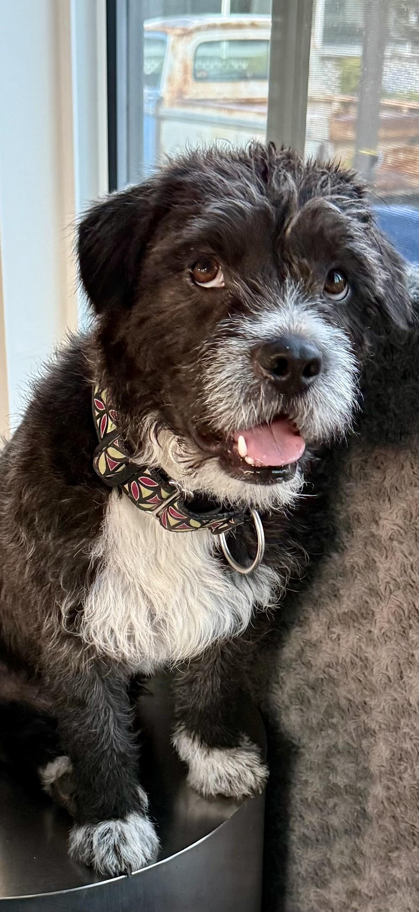 SPIKE, a ADOPTABLE mixed breed in los angeles, CA image 1/6