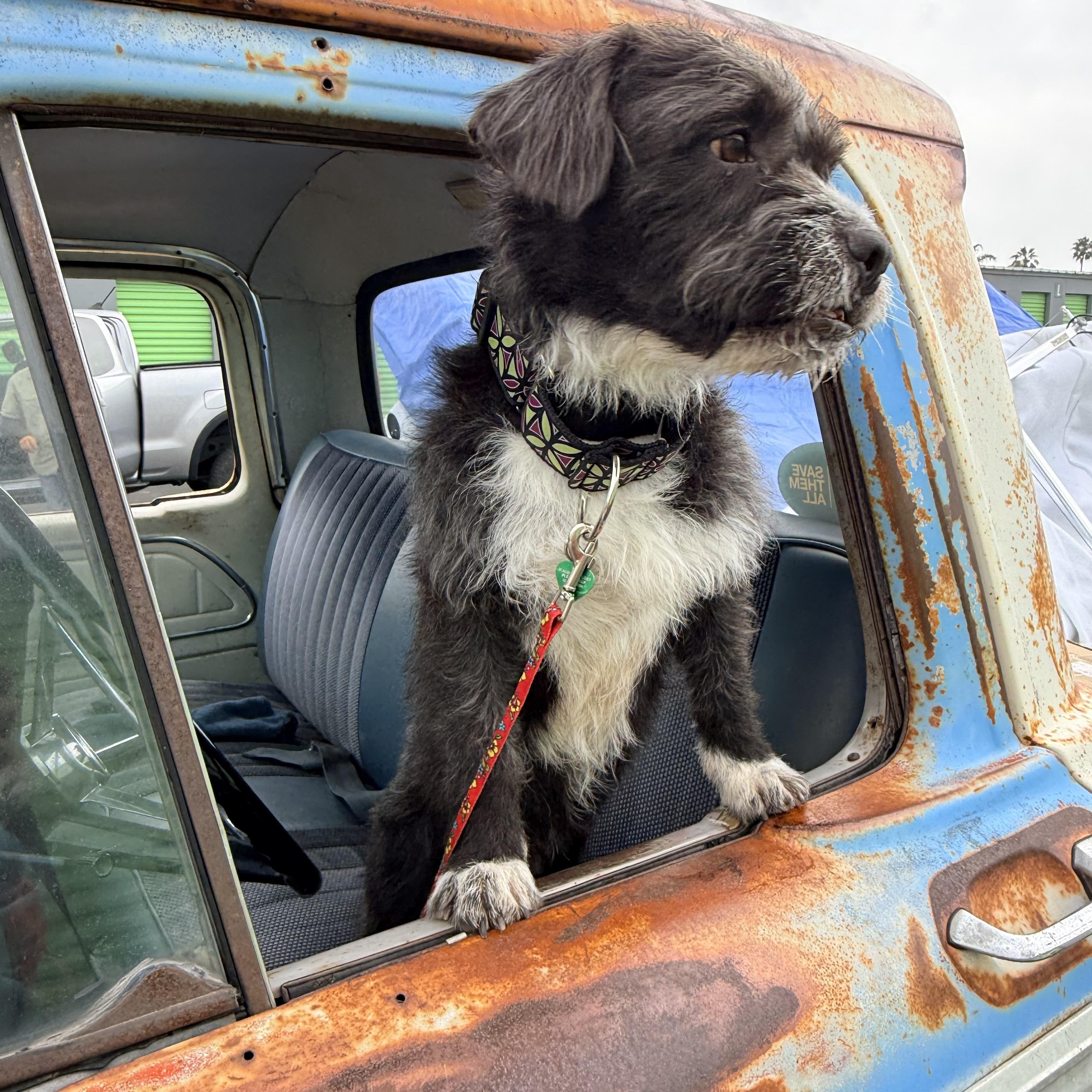 SPIKE, Adoptable, Adult Male Aussiedoodle & Terrier.