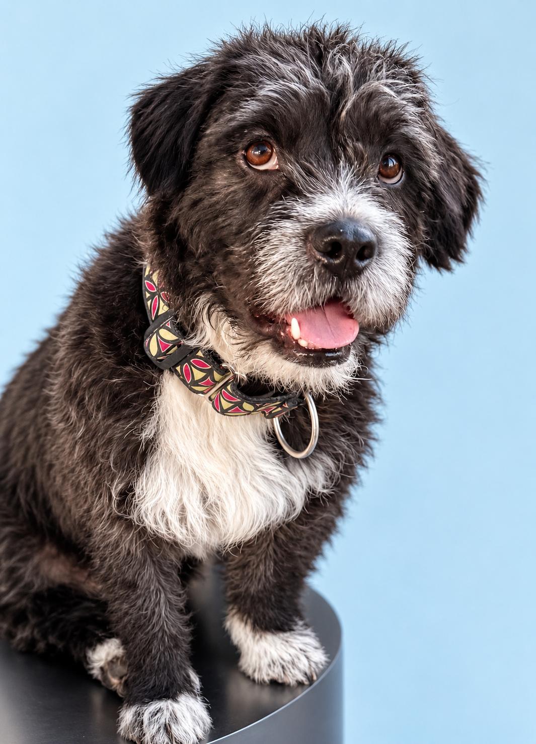 Enlarge SPIKE, a ADOPTABLE mixed breed in los angeles, CA image 1/6