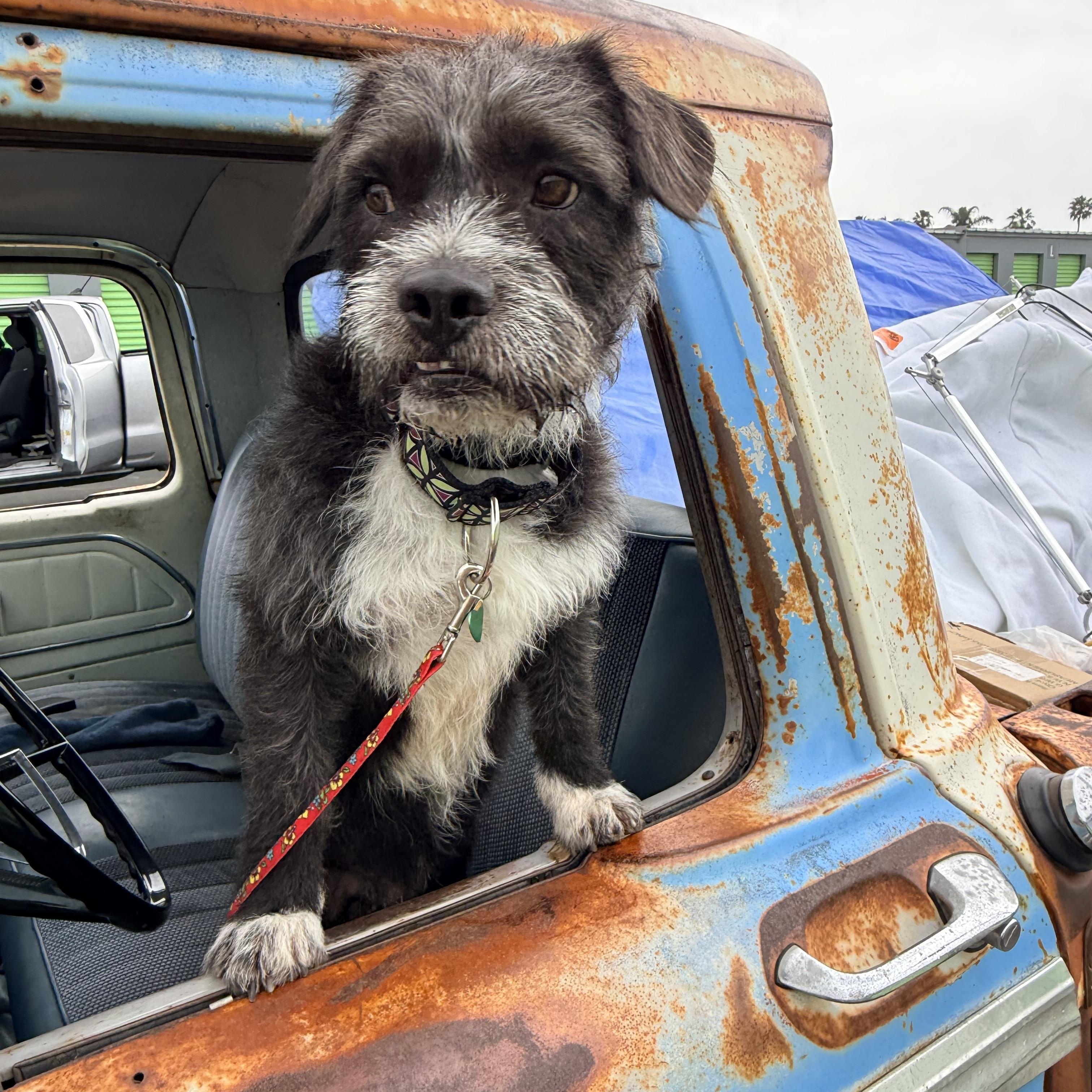 SPIKE, ADOPTABLE, Adult Male Glen of Imaal Terrier & Terrier.