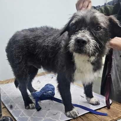 Enlarge SPIKE, a ADOPTABLE mixed breed in los angeles, CA image 4/6