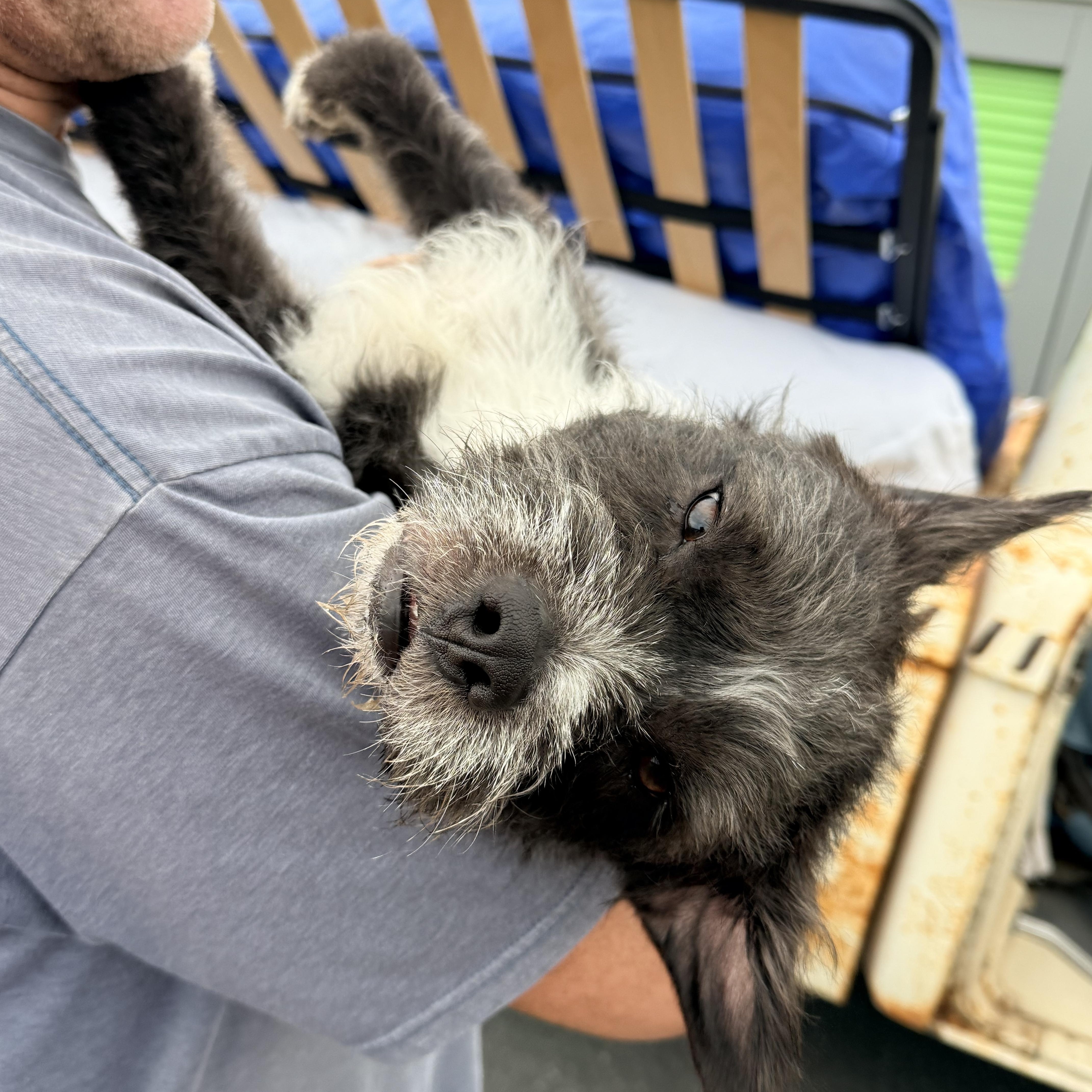 Enlarge SPIKE, a ADOPTABLE mixed breed in los angeles, CA image 4/6