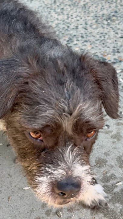 Enlarge SPIKE, a ADOPTABLE mixed breed in los angeles, CA video 6/6