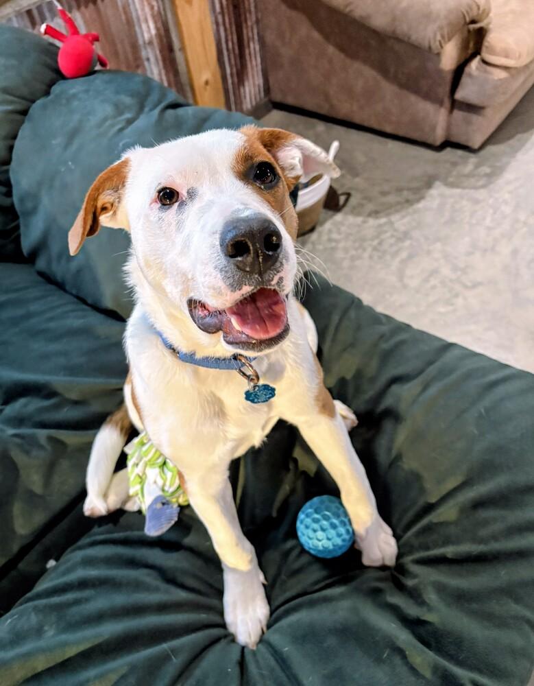 Enlarge Dax, a Adoptable mixed breed in Evergreen, CO image 1/6