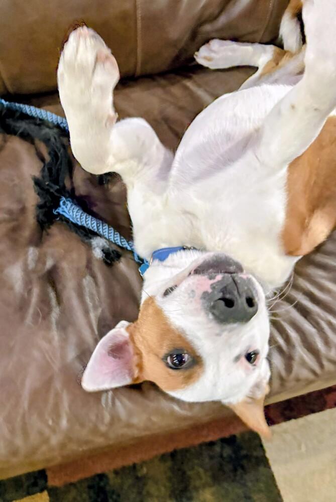 Enlarge Dax, a Adoptable mixed breed in Evergreen, CO image 2/6