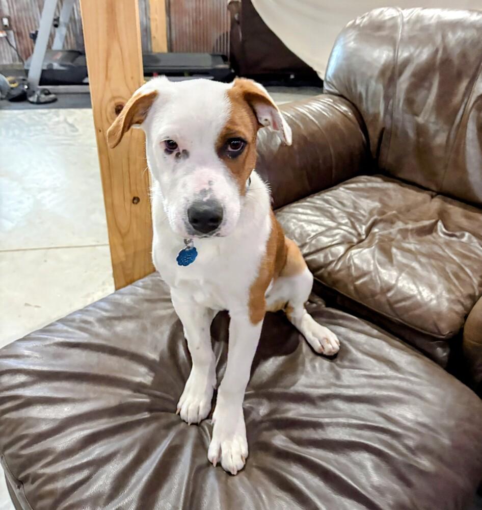 Enlarge Dax, a Adoptable mixed breed in Evergreen, CO image 3/6