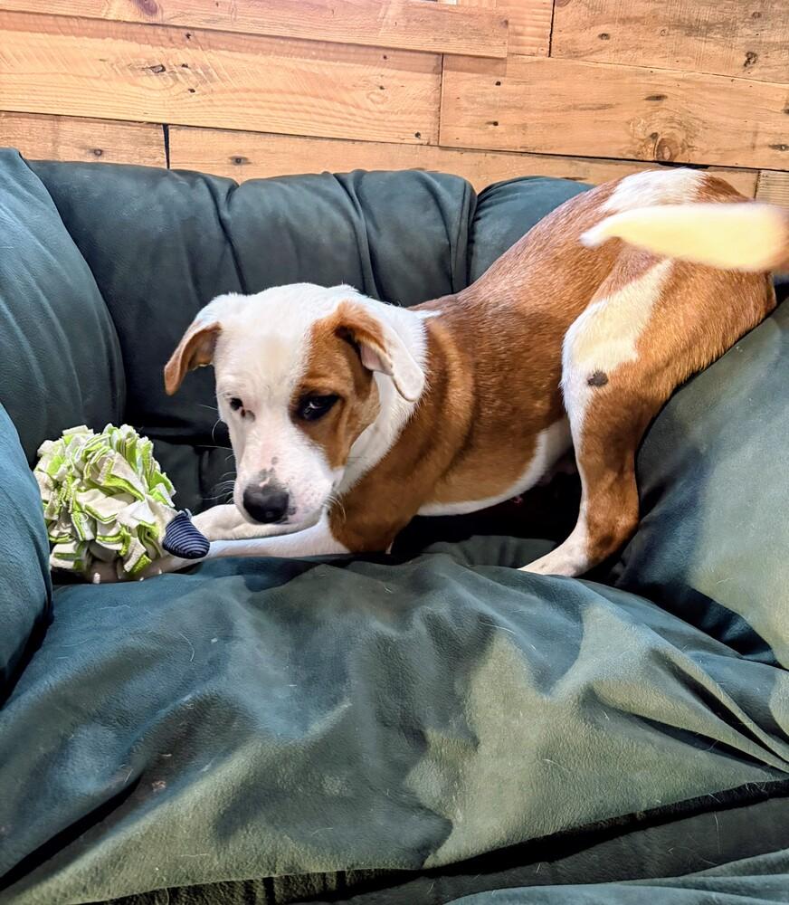 Enlarge Dax, a Adoptable mixed breed in Evergreen, CO image 4/6