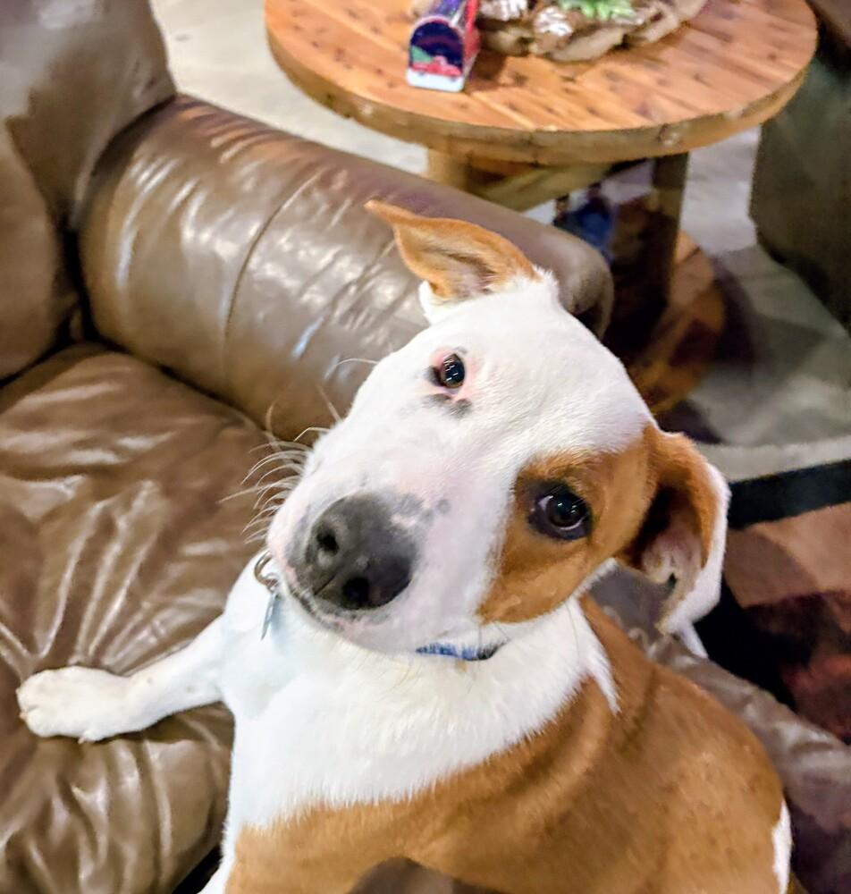 Enlarge Dax, a Adoptable mixed breed in Evergreen, CO image 5/6