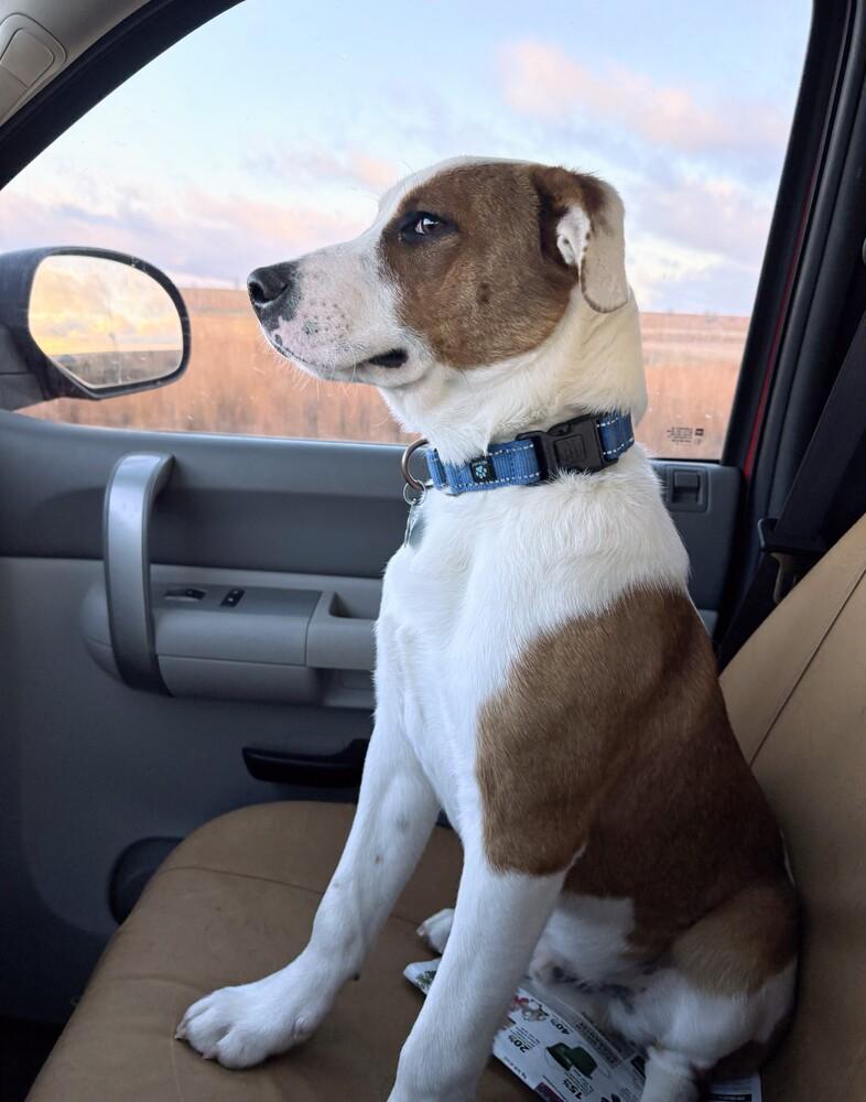 Enlarge Dax, a Adoptable mixed breed in Evergreen, CO image 6/6