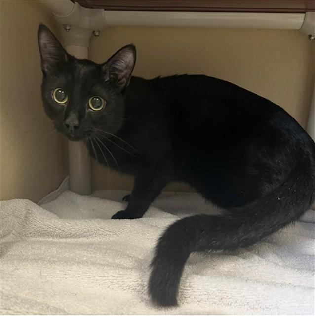 FISH STICKS, Adoptable, Young Male Domestic Short Hair.