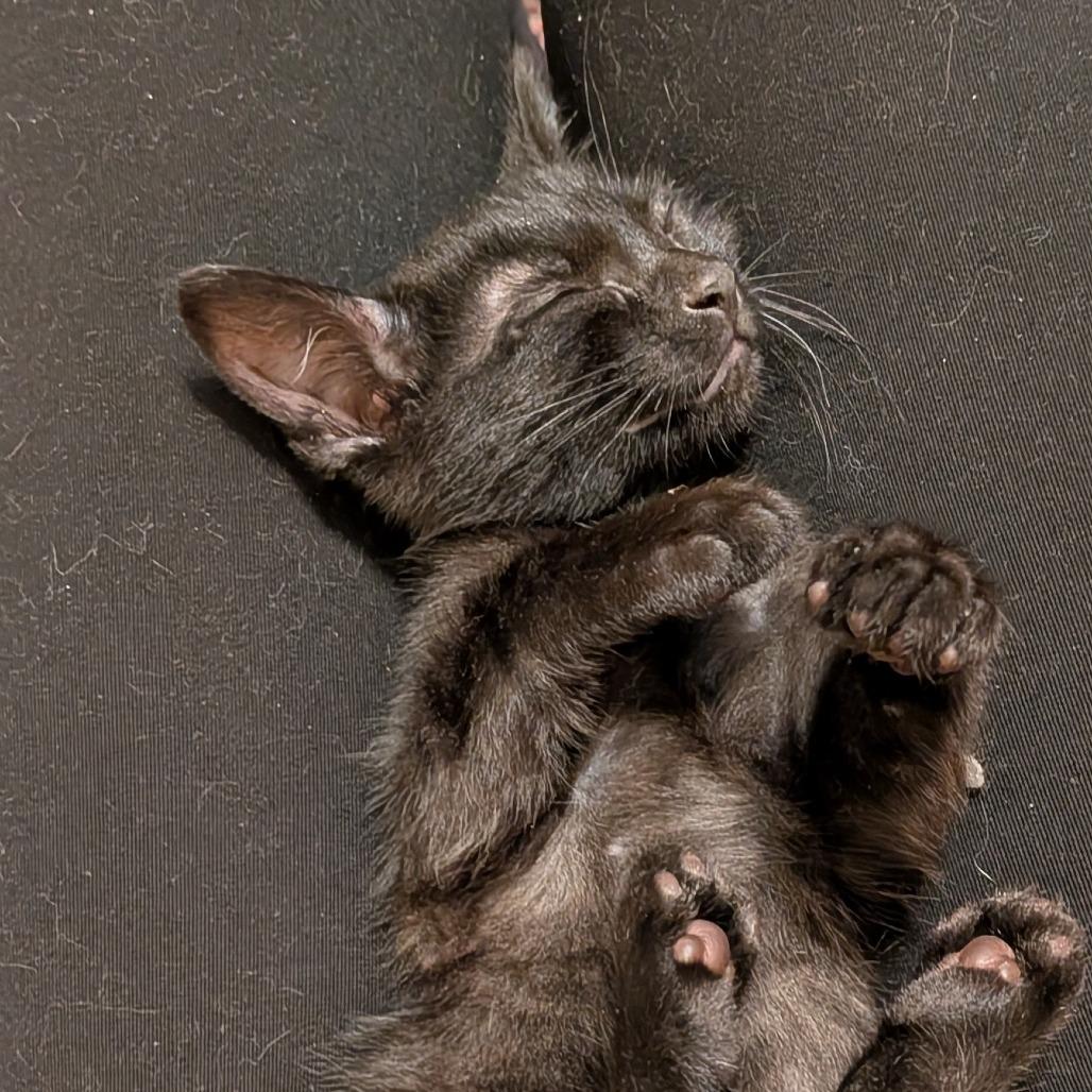 Interceptor, Adoptable, Kitten Male Domestic Short Hair.
