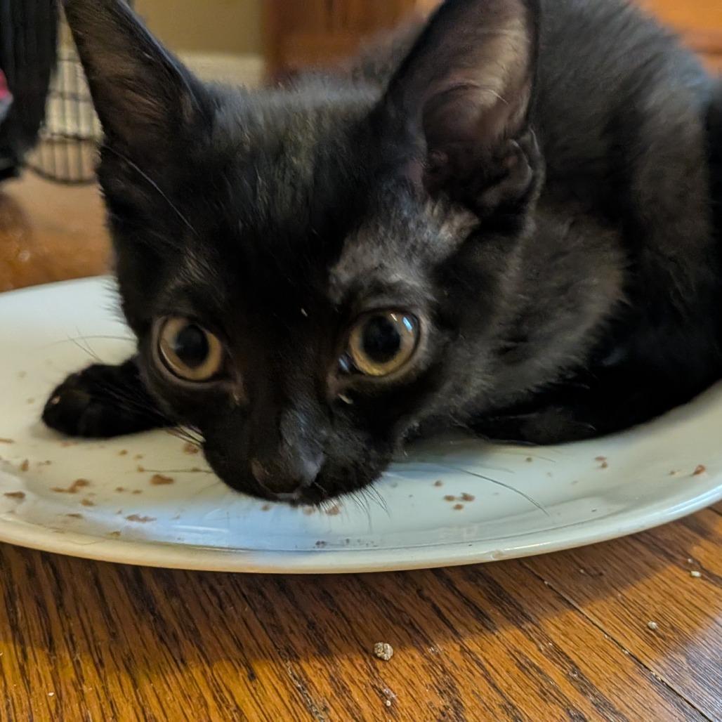 Enlarge Interceptor, a Adoptable Domestic Short Hair in Evanston, IL image 2/2
