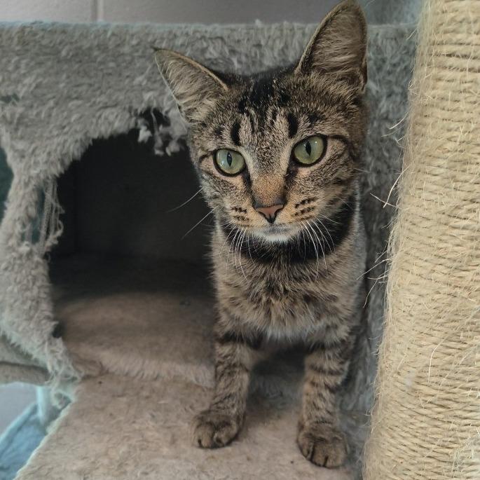 Enlarge Starr, a Adoptable Domestic Short Hair in Knoxville, TN image 1/1