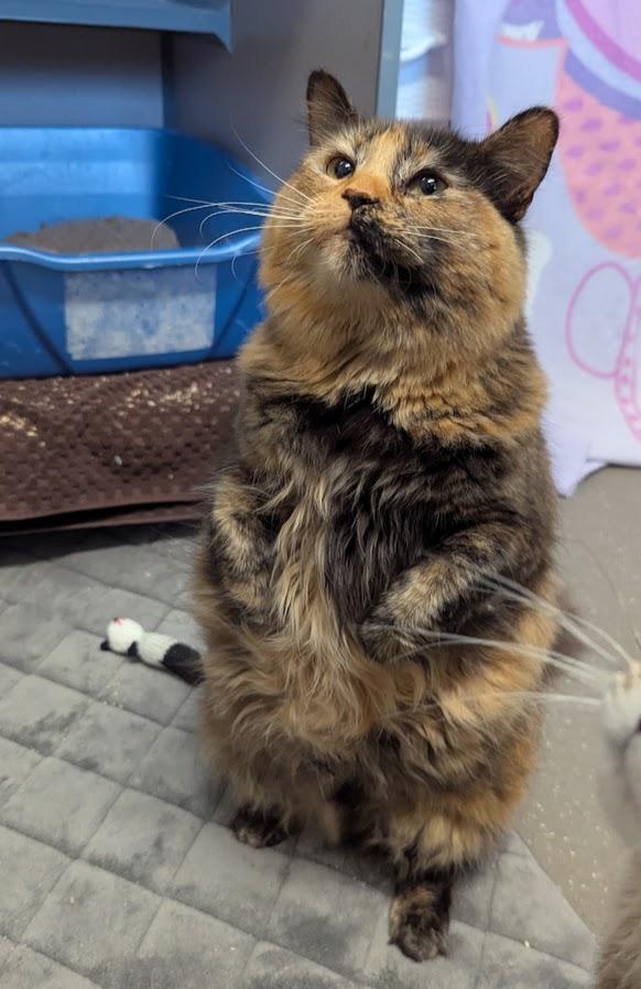 Brenda - Medical Needs, an adoptable Domestic Medium Hair in Coquitlam, BC, V3C 3T5 | Photo Image 4