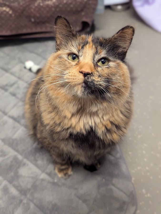 Brenda - Medical Needs, an adoptable Domestic Medium Hair in Coquitlam, BC, V3C 3T5 | Photo Image 5
