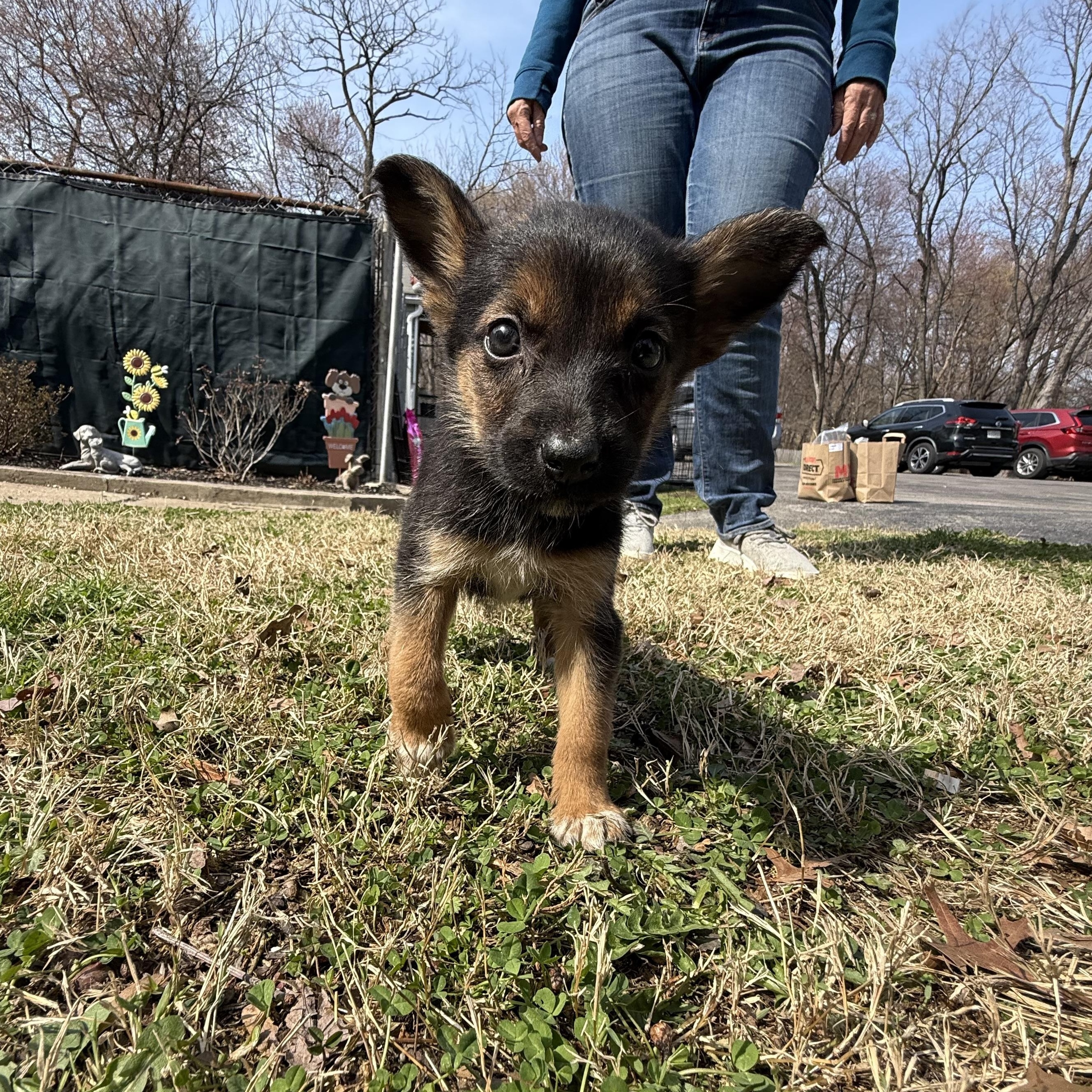 Enlarge Hinata, a ADOPTABLE mixed breed in Columbia, MD image 5/5