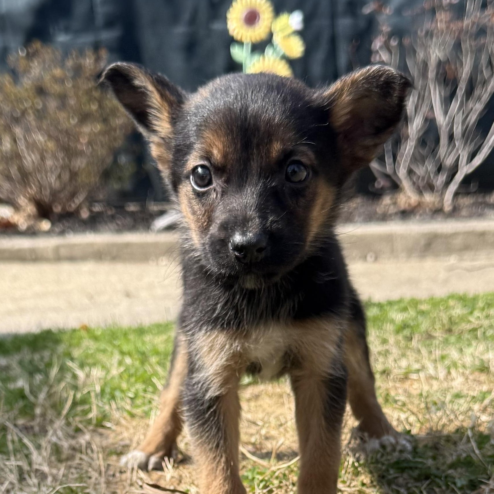 Hinata, ADOPTABLE, Puppy Female Shetland Sheepdog / Sheltie & Chihuahua.