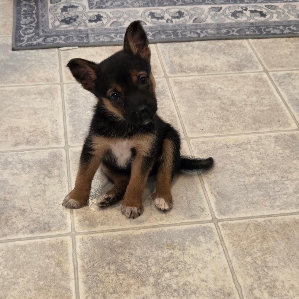 Enlarge Hinata, a ADOPTABLE mixed breed in Columbia, MD image 4/5