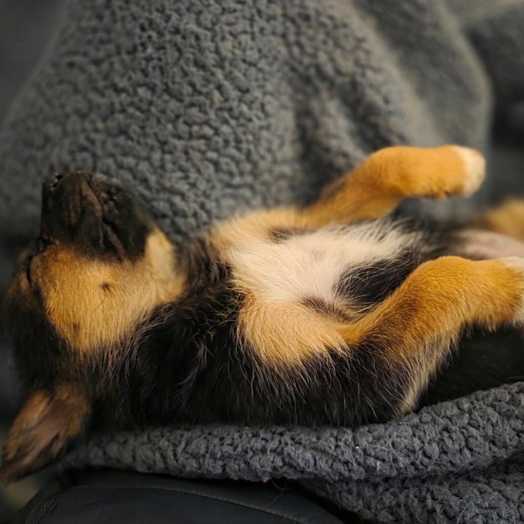 Enlarge Hinata, a ADOPTABLE mixed breed in Columbia, MD image 3/5