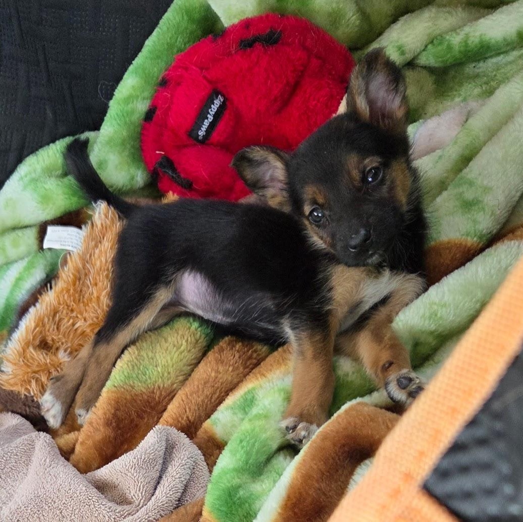 Enlarge Hinata, a ADOPTABLE mixed breed in Columbia, MD image 2/5