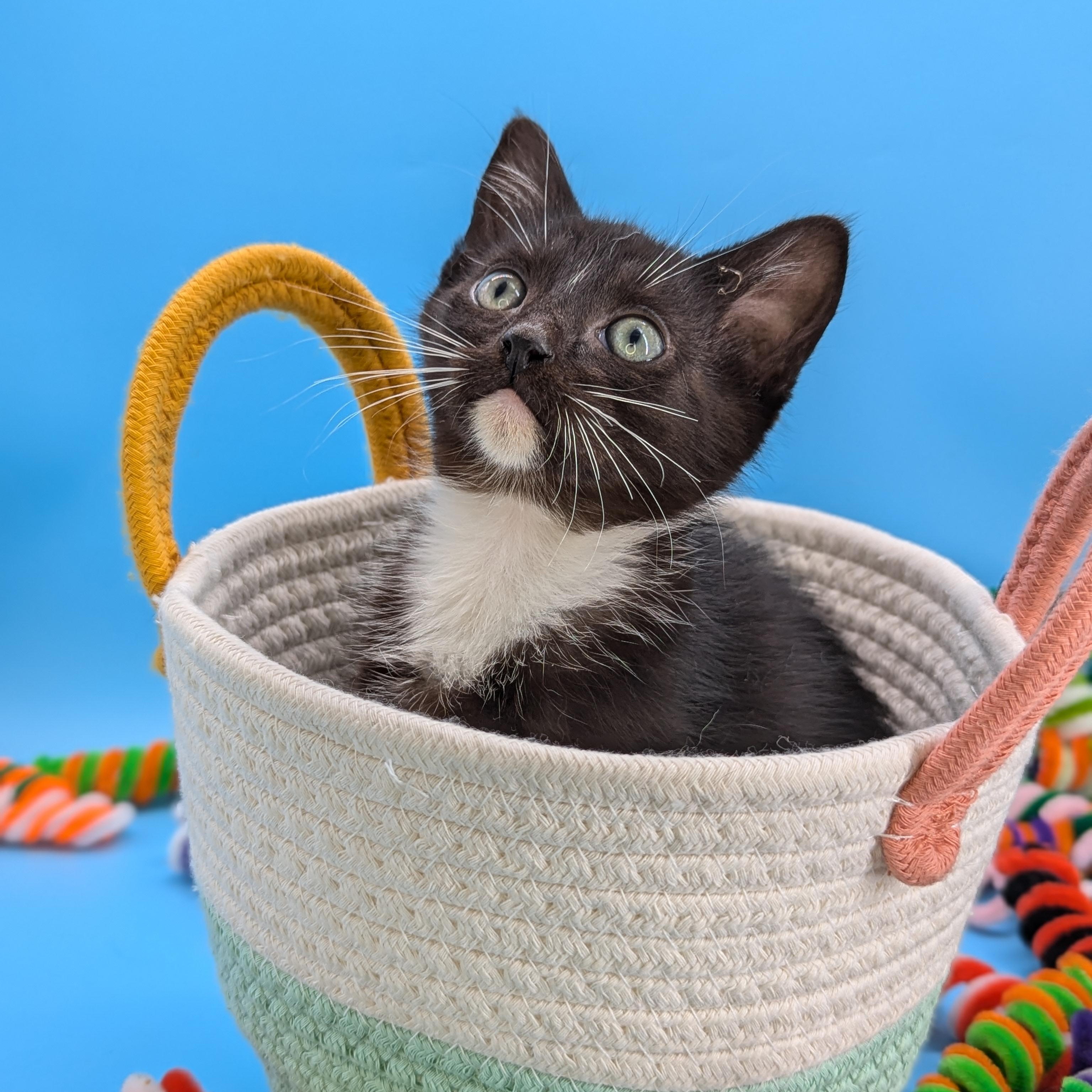 Coconut (The Fruitlets), an adopted Domestic Short Hair in Decatur, GA image 3/6
