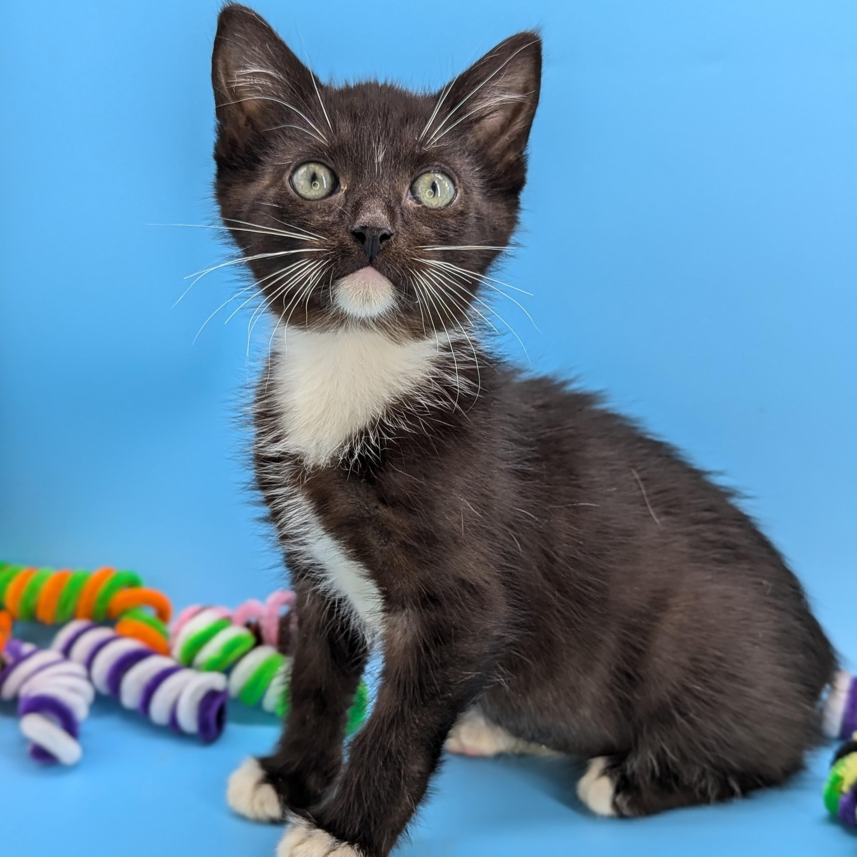 Coconut (The Fruitlets), an adopted Domestic Short Hair in Decatur, GA image 4/6
