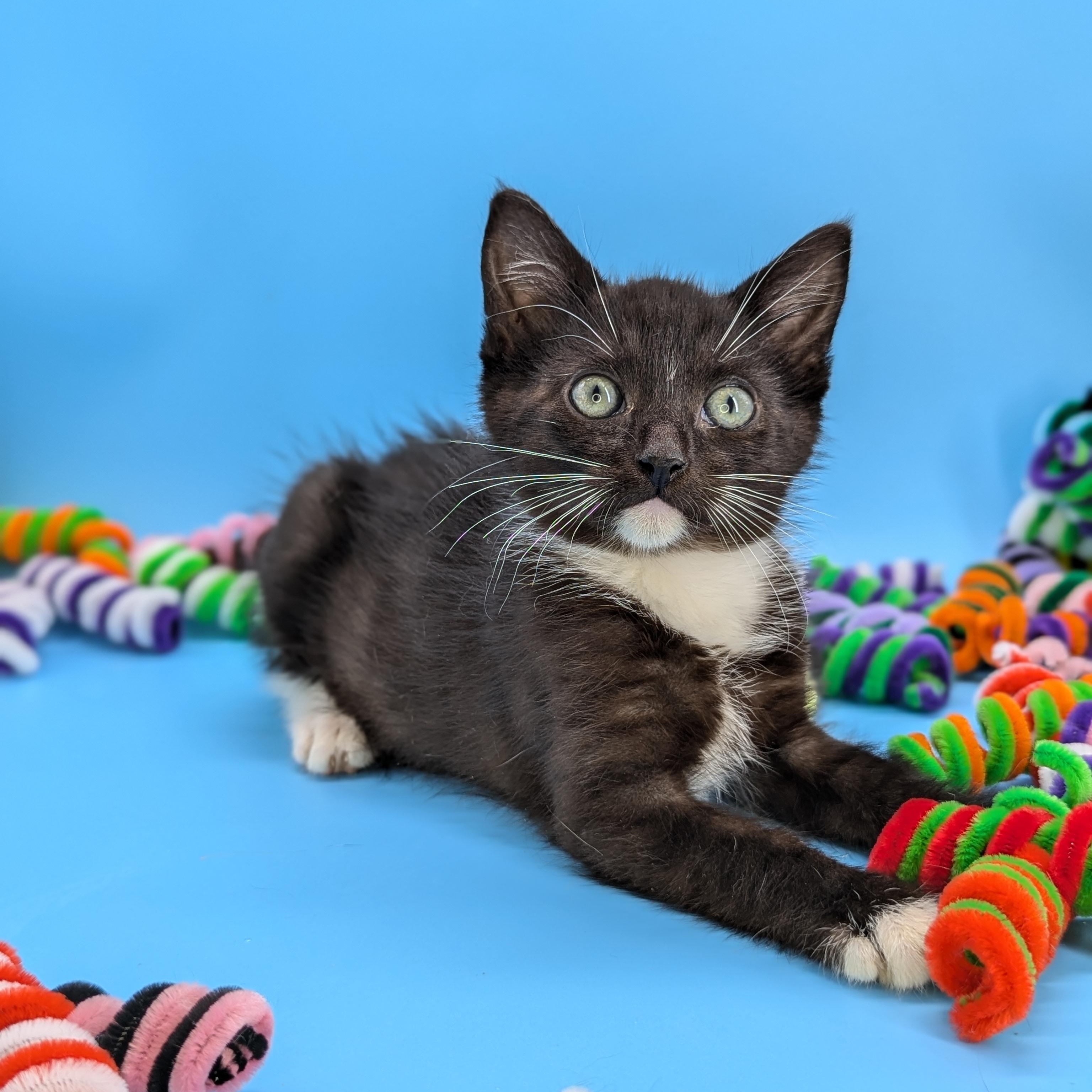 Coconut (The Fruitlets), an adopted Domestic Short Hair in Decatur, GA image 5/6