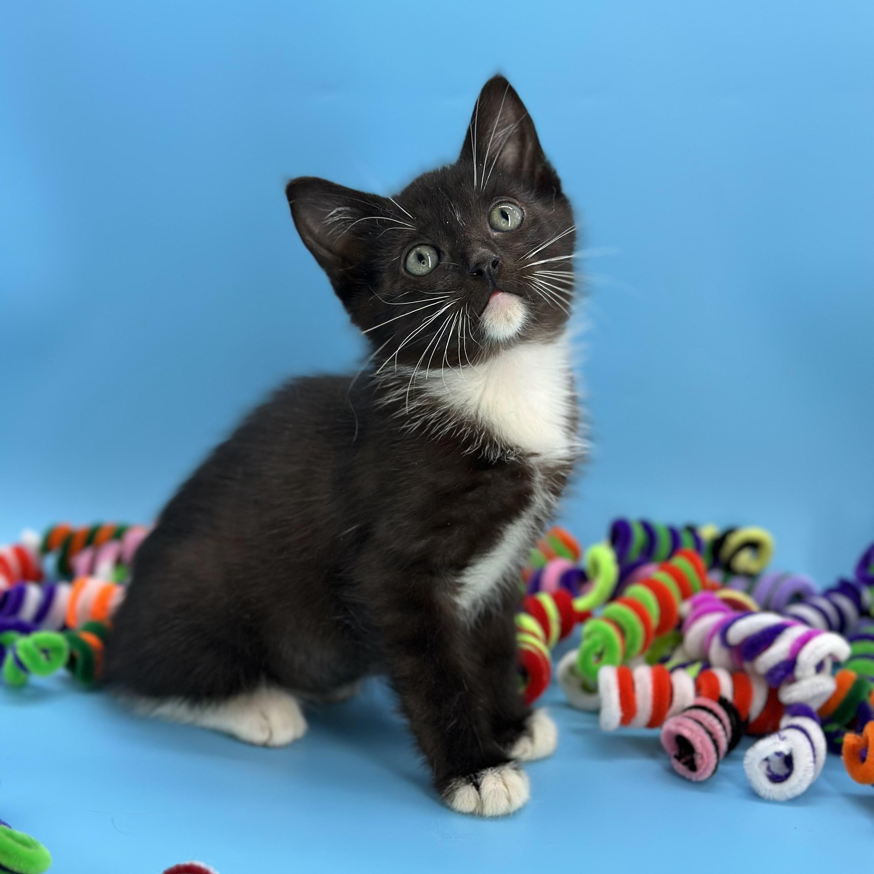 Coconut (The Fruitlets), an adopted Domestic Short Hair in Decatur, GA image 2/6