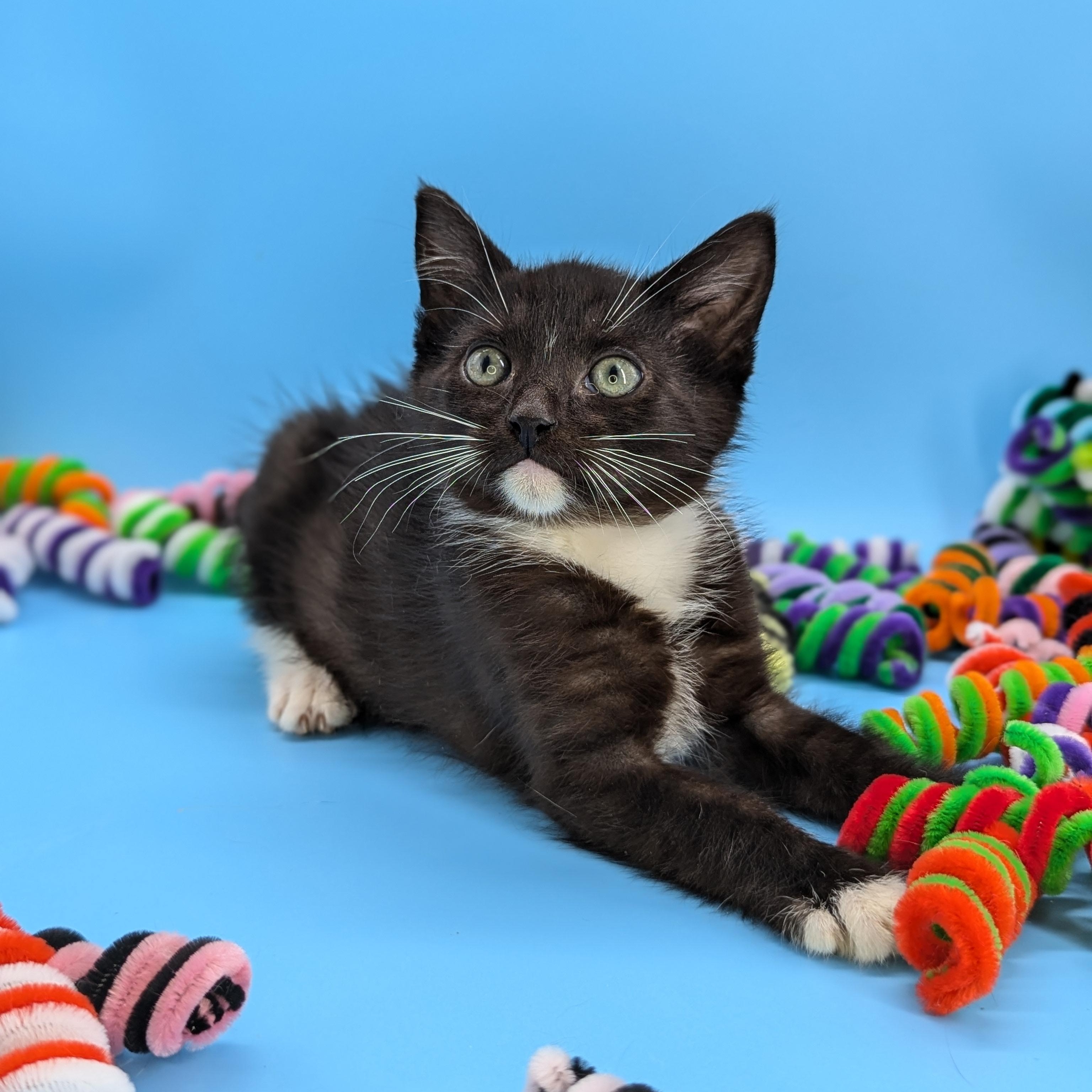 Coconut (The Fruitlets), adopted, Kitten Male Domestic Short Hair.