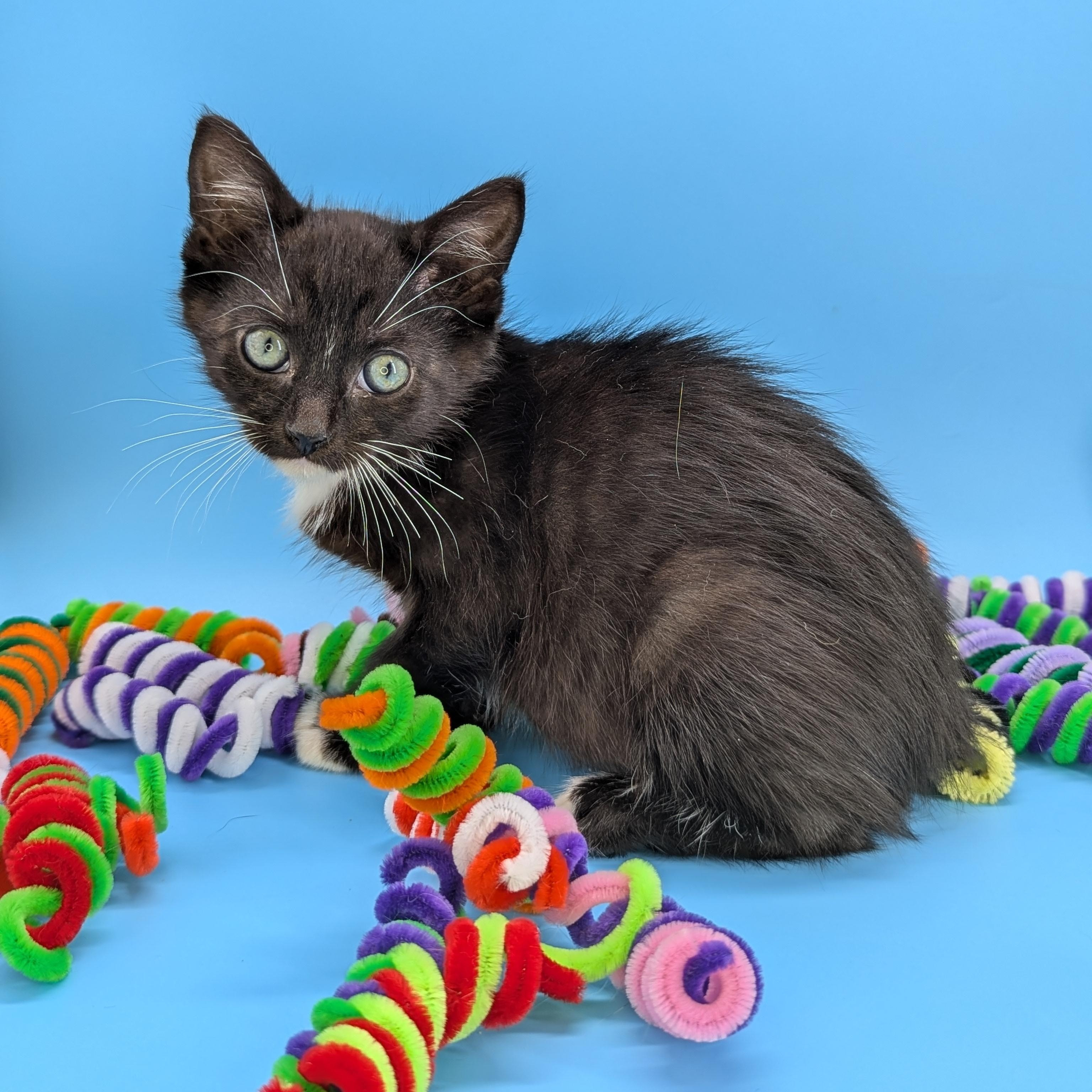 Coconut (The Fruitlets), an adopted Domestic Short Hair in Decatur, GA image 6/6