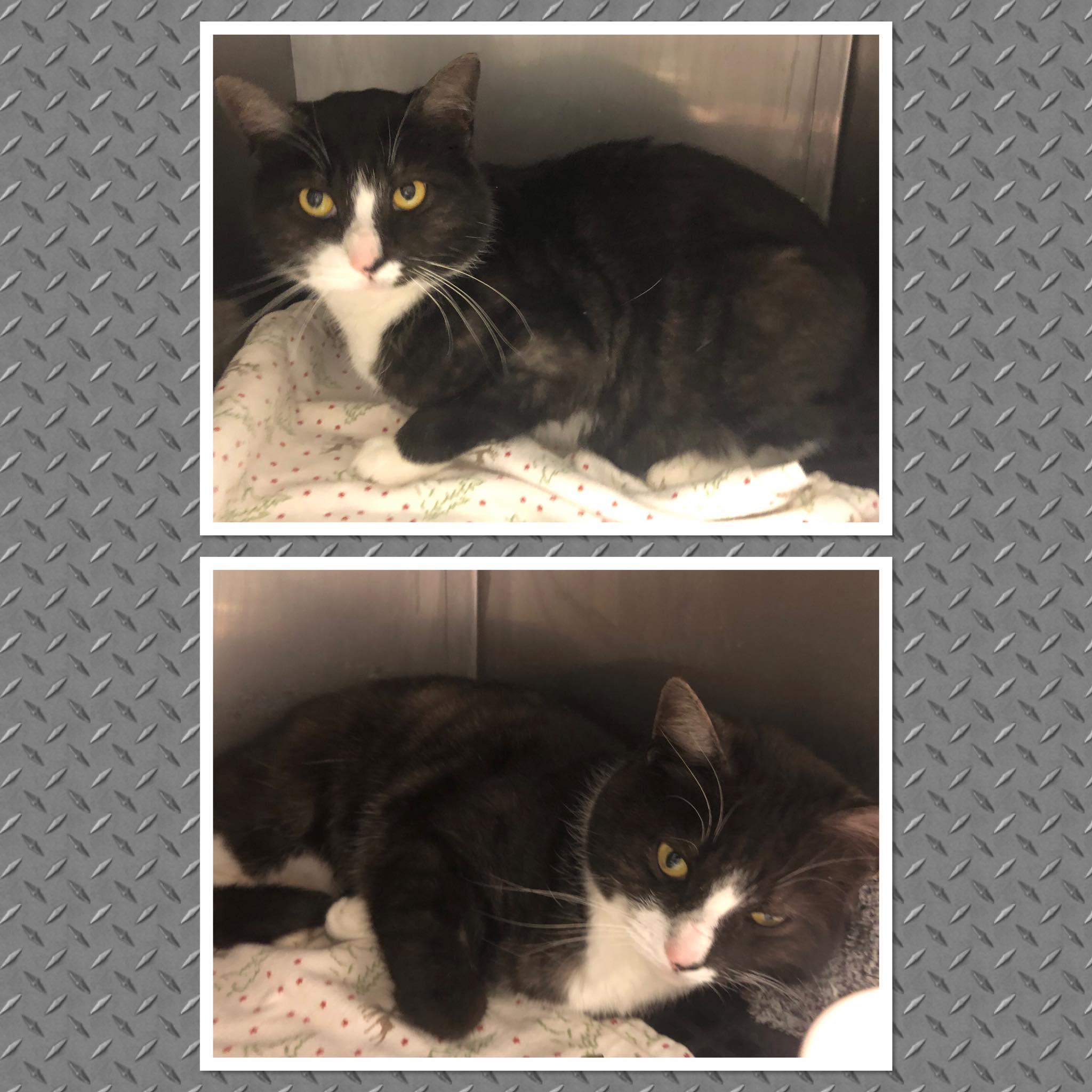 ROMULUS, ADOPTABLE, Adult Male Domestic Short Hair.