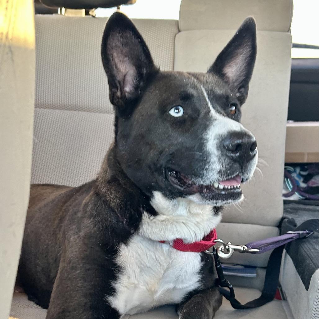 Roo, Adoptable, Adult Female Shepherd & Husky.