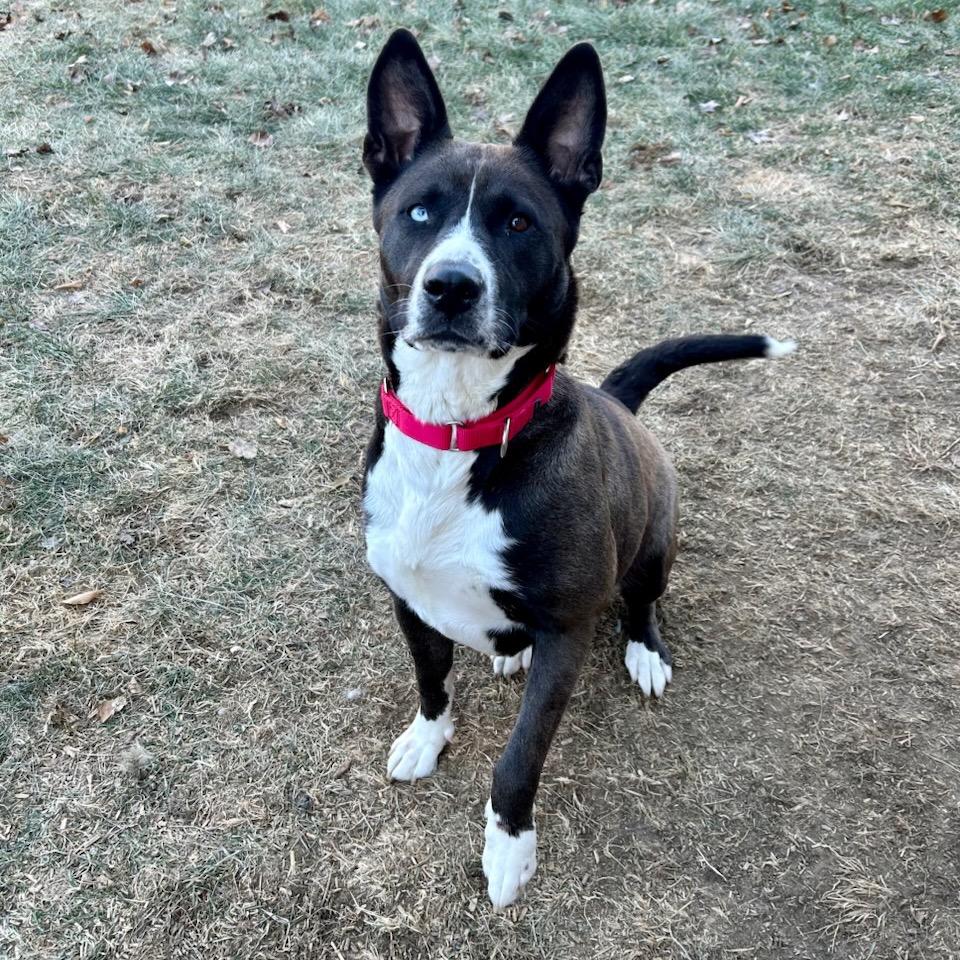 Enlarge Roo, a Adoptable mixed breed in Peculiar, MO image 2/6
