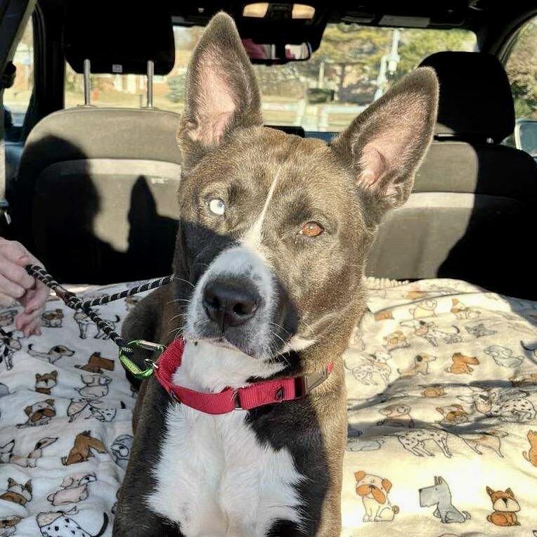 Roo, a Adoptable mixed breed in Peculiar, MO image 2/5