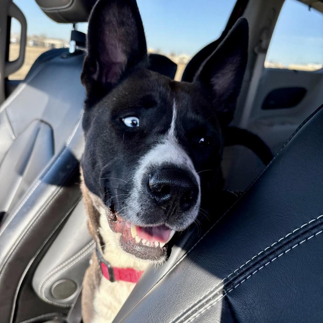 Roo, Adoptable, Adult Female Akita & Labrador Retriever.