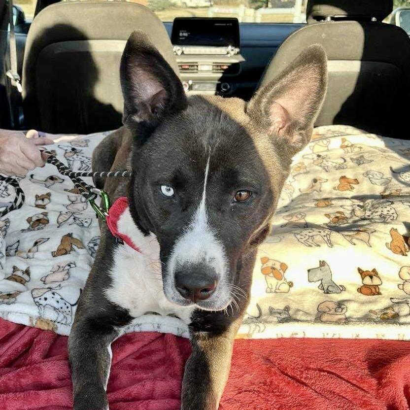 Roo, a Adoptable mixed breed in Peculiar, MO image 4/5