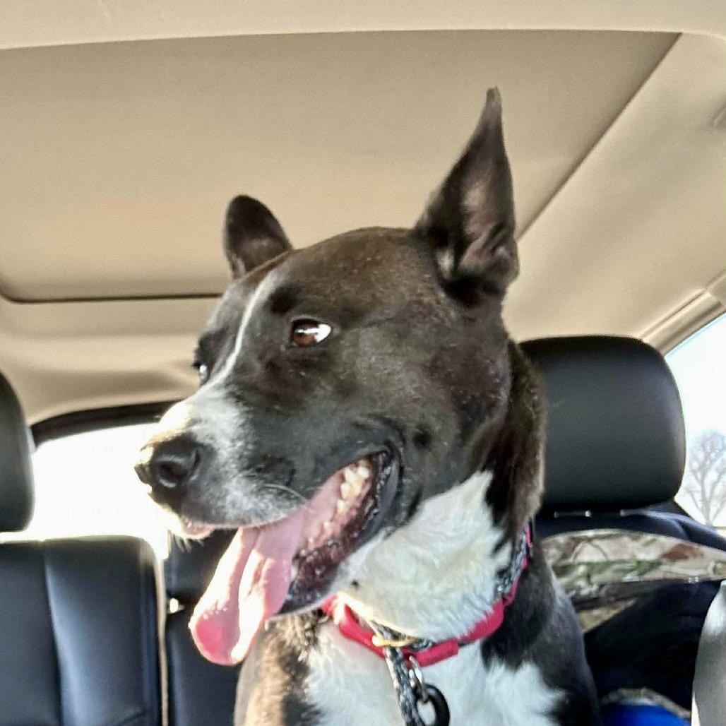 Roo, a Adoptable mixed breed in Peculiar, MO image 5/5