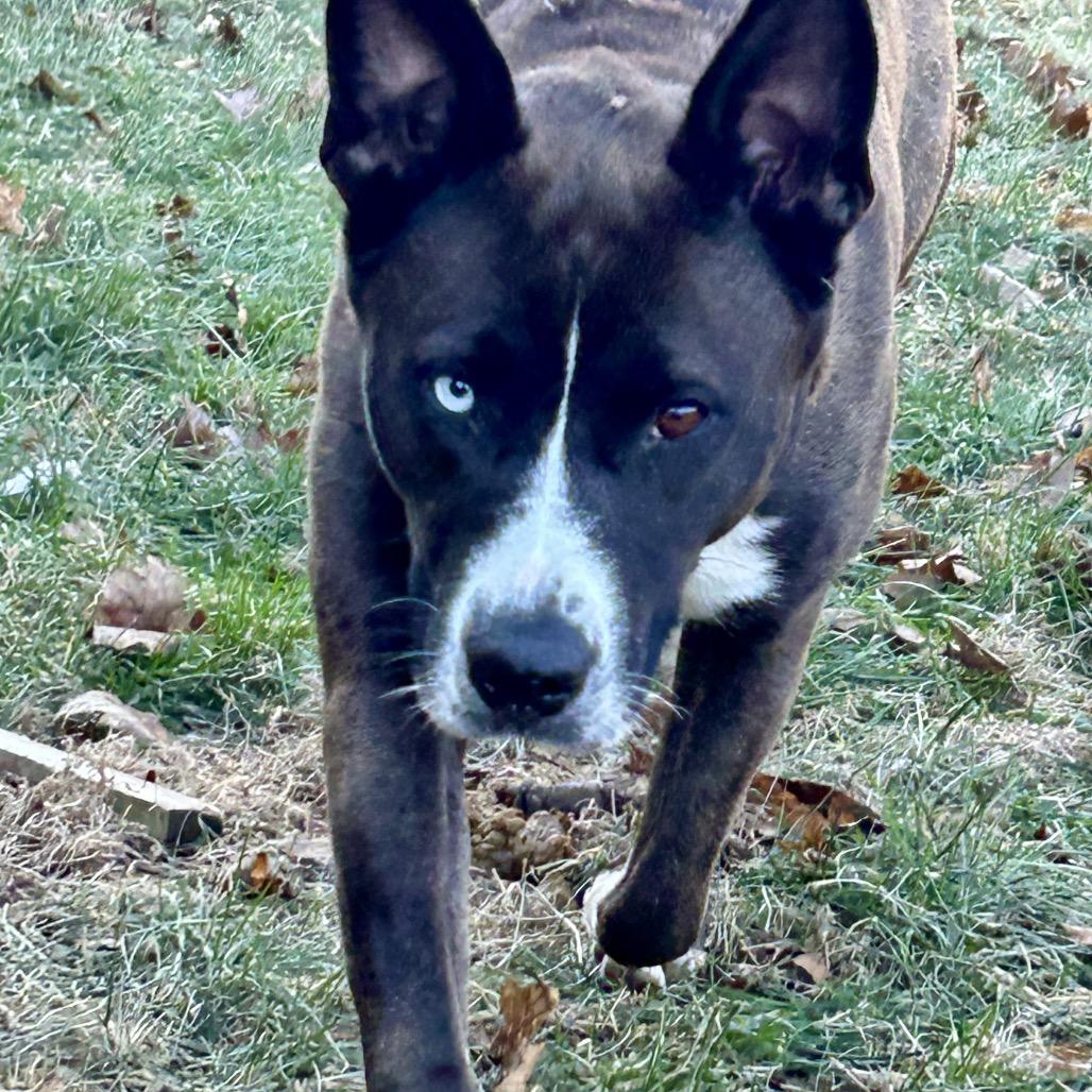 Ruby, a Adoptable mixed breed in Peculiar, MO image 6/6