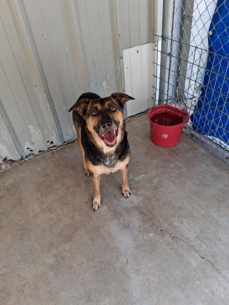 Charlotte Web, Adoptable, Adult Female Shepherd & Mixed Breed.