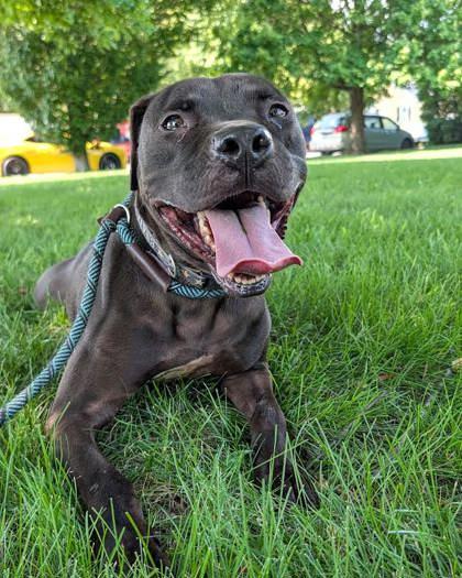 Maverick, a Adoptable mixed breed in Hamilton, NJ image 1/3