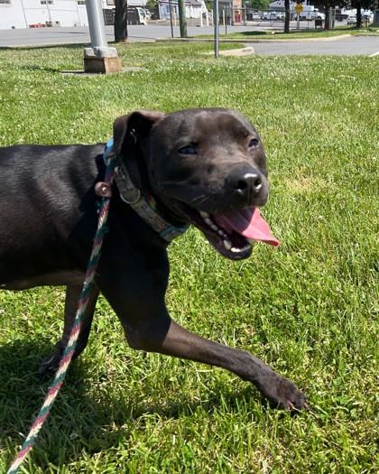 Enlarge Maverick, a Adoptable mixed breed in Hamilton, NJ image 1/3